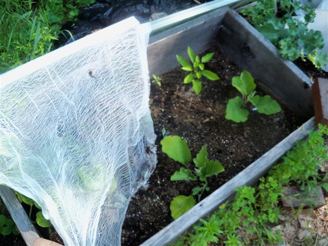 what is in your cold frame now? 07-04-11