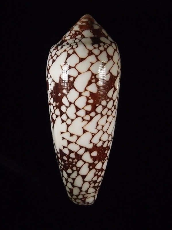 Conus (Darioconus) magnificus Reeve, 1843 - Page 4 P7193912