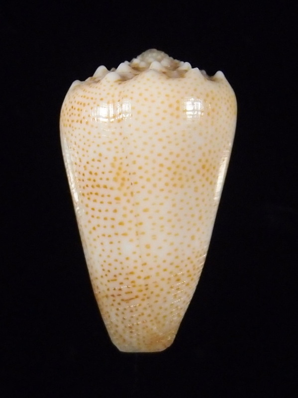 Conus (Puncticulis) arenatus  Hwass in Bruguière, 1792 - Page 2 P7193914