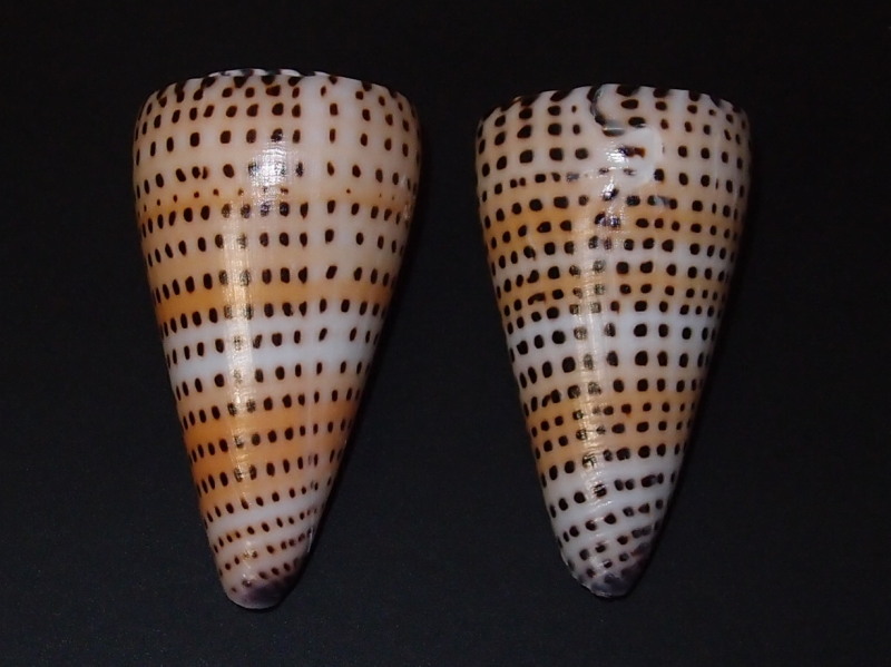 Conidae Conus (Elisaconus) litteratus  Linnaeus, 1758 P7233911