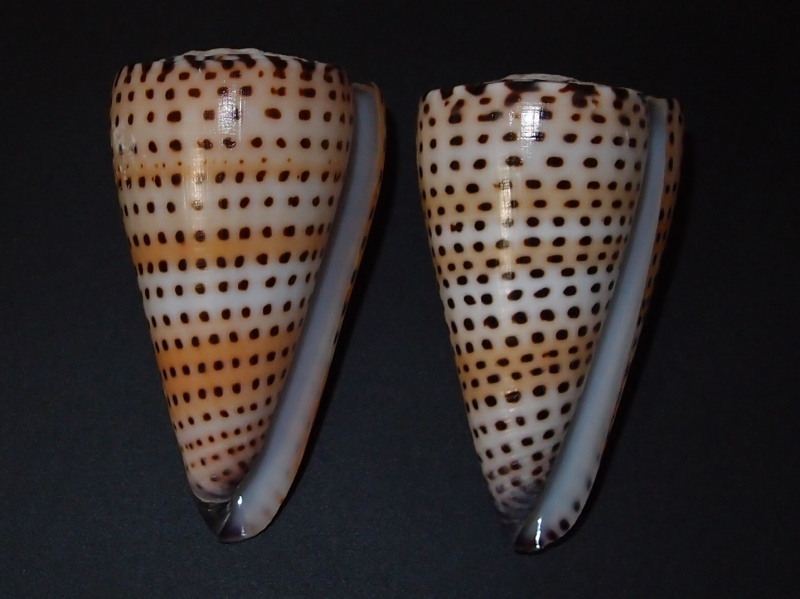 Conidae Conus (Elisaconus) litteratus  Linnaeus, 1758 P7233912