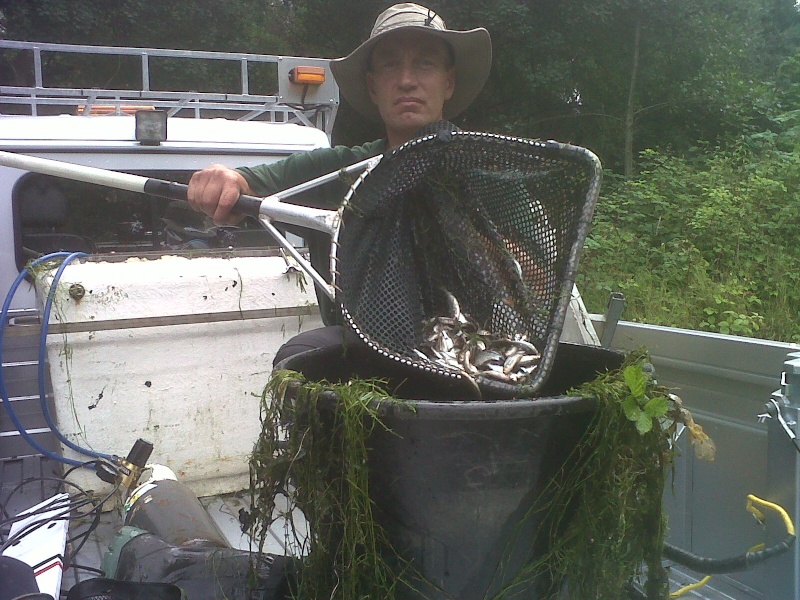 Fish Kill on the Basingstoke Canal Img-2013