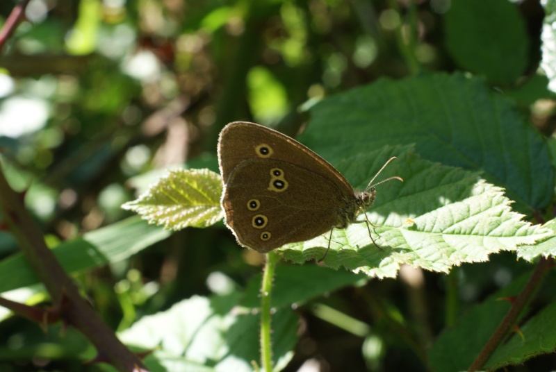 [Aphantopus hyperantus] FEMELLE DU TRISTAN ? Dsc07911