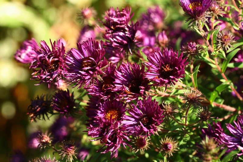 Aster d'automne  et d ete Img_6310