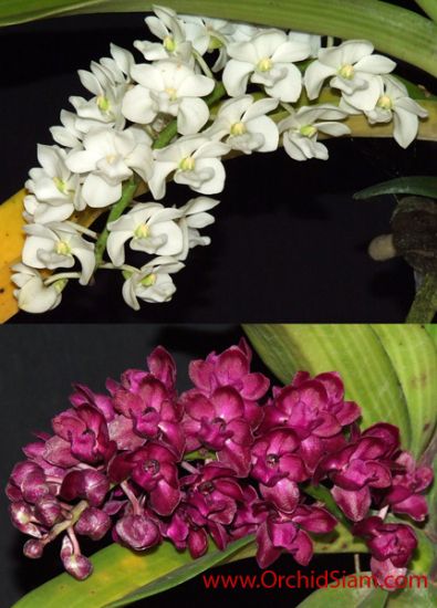 Ngọc điểm - Đai châu - Nghinh xuân (Rhynchostylis) 897_im10