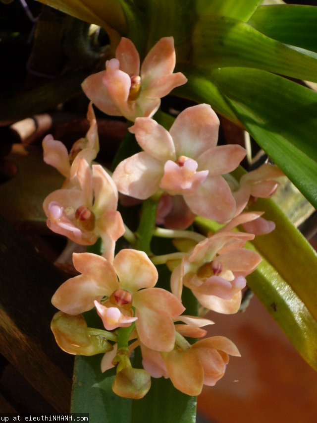 Ngọc điểm - Đai châu - Nghinh xuân (Rhynchostylis) Sieuth15