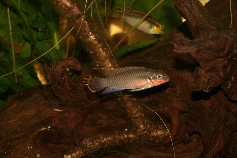 Les Pelvicachromis (complexe taeniatus, pulcher, subocelatus) Img_9317