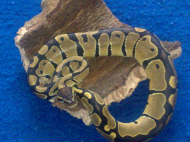 Voici mon python royal 09122010