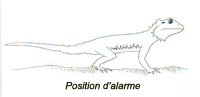 Comprendre les gestes de son Pogona Alarme10