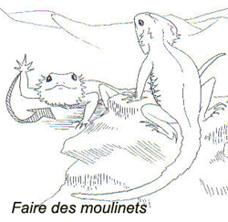 Comprendre les gestes de son Pogona Moulin10