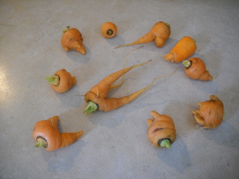 Carrots...what is wrong??? Alien_10