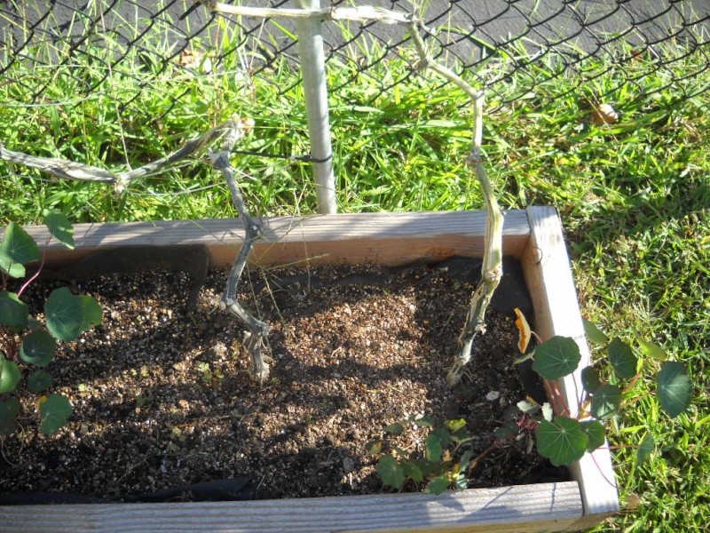Pumpkin Plants - what is wrong? Garden10