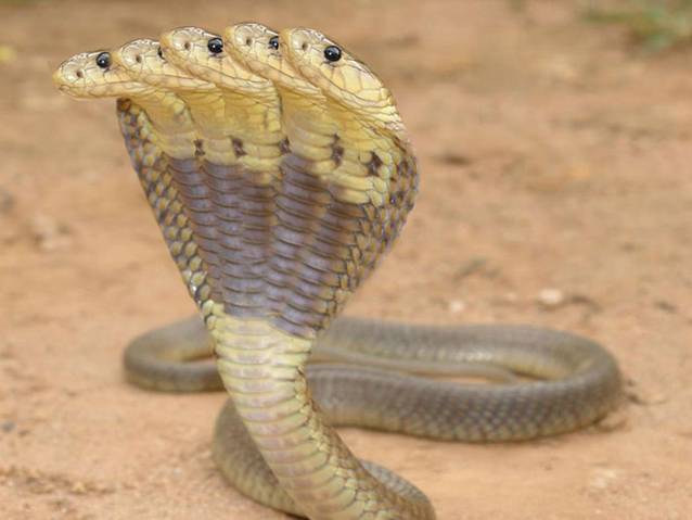 5-Headed Snake Image021