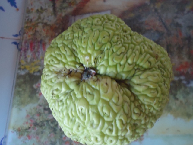 connaissez vous  ce fruit ,,Maclura pomifera, l'"oranger des osages" 00618