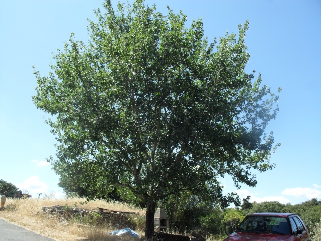 un arbre  un peuplier blanc, Populus alba. 00715