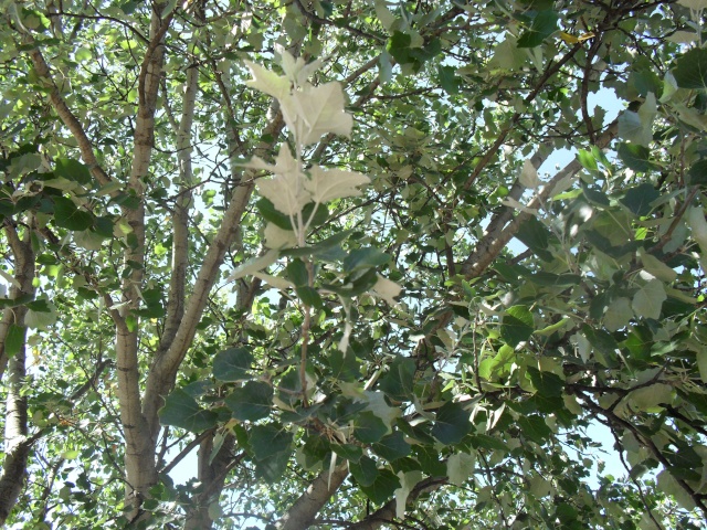 un arbre  un peuplier blanc, Populus alba. 00916