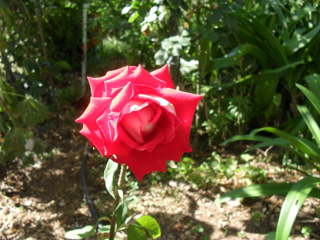 Les roses de nos jardins! - Page 7 01312