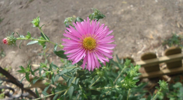 Aster d'automne - Page 3 03211