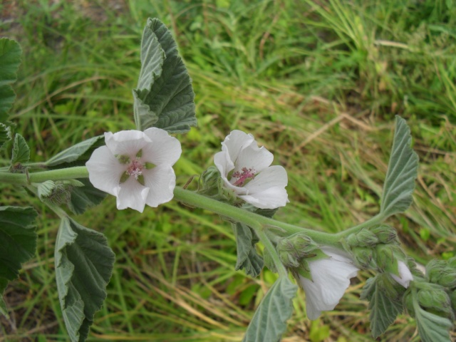 je suis une fleur de guimauve Guimov10