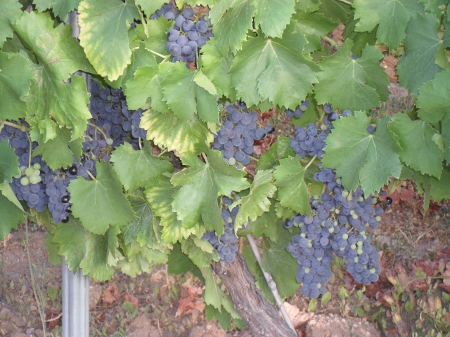 souche de syrah V10