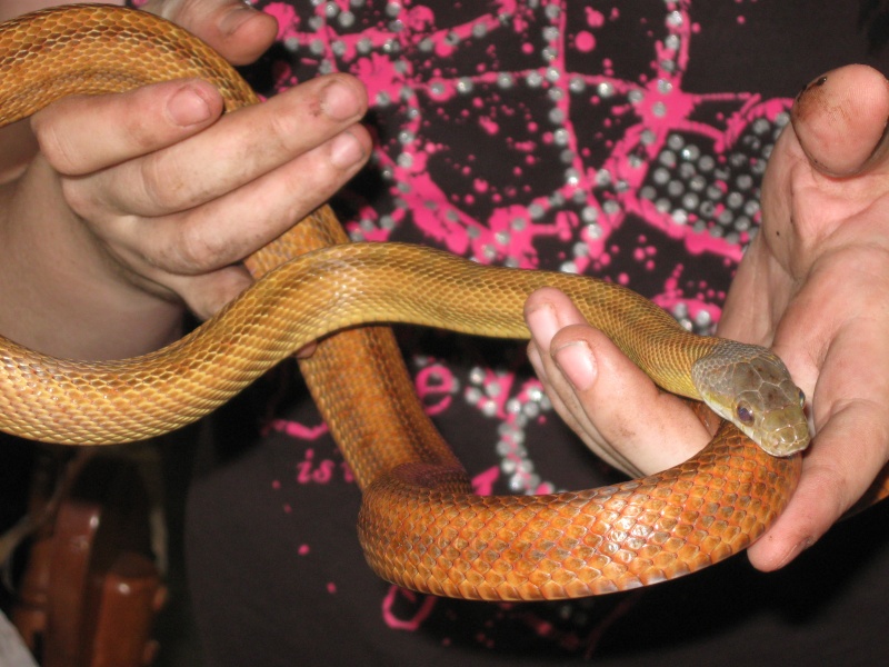 baird rat snake Img_8510