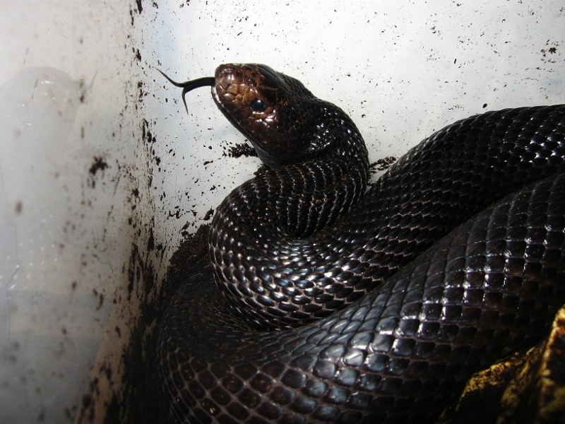 Nouvelles photos de ma Femelle Black pine snake Img_8812