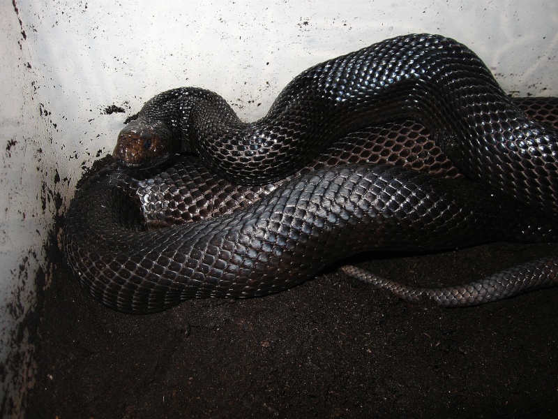 Nouvelles photos de ma Femelle Black pine snake Img_8815