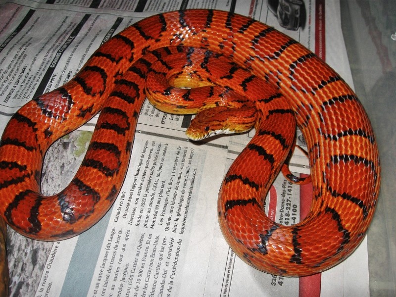 Nouvelle photo de mon cornsnake Okeetee Img_8818