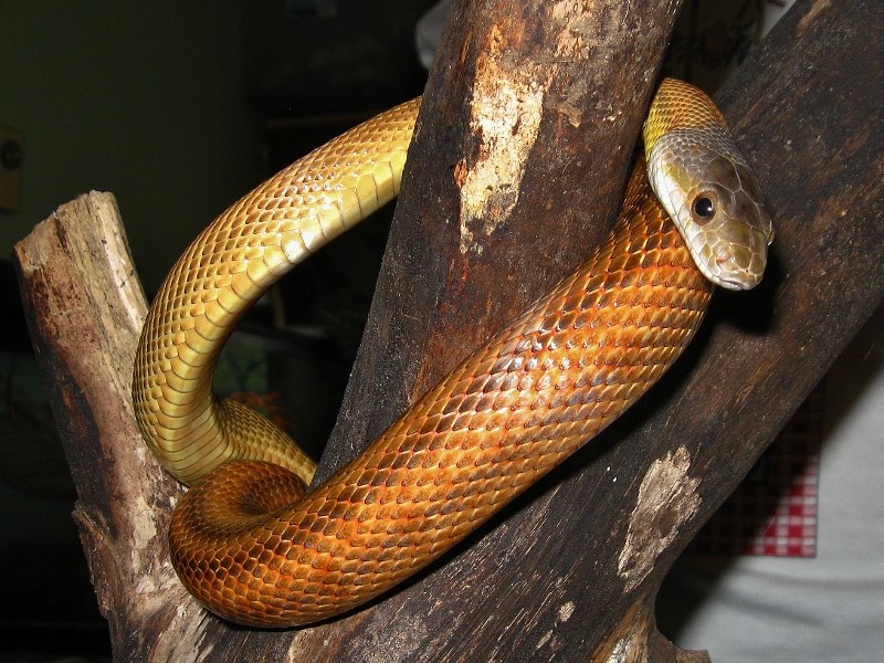 Nouvelle photo de Cyanide (Pantherophis bairdi ) Img_8910