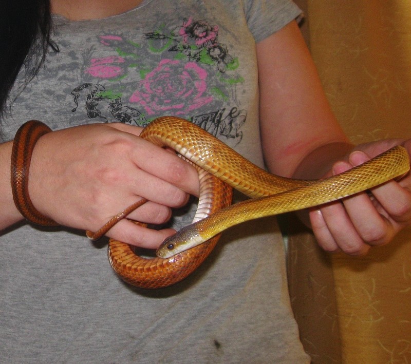 Nouvelle photo de Cyanide (Pantherophis bairdi ) Img_8912