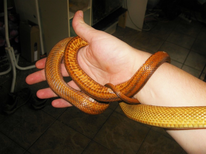 Nouvelle photo de Cyanide (Pantherophis bairdi ) Img_8914