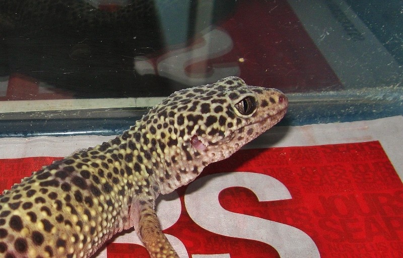 Euche, gecko léopard :) Img_9111