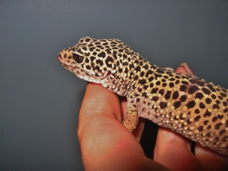 Euche, gecko léopard :) Img_9112