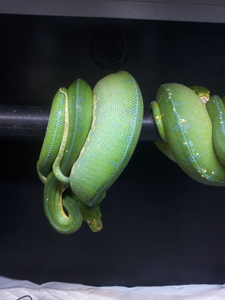 arboreal snake Morelia viridis 10134010