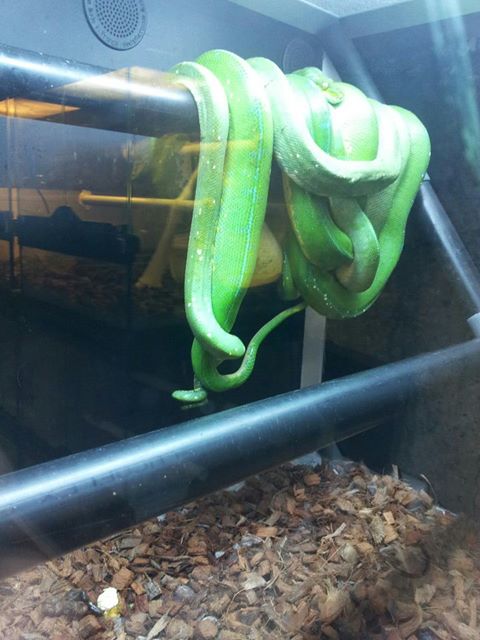 arboreal snake Morelia viridis 52522910