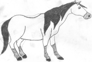 My Attempt At Drawing A Horse :/ Horsie11