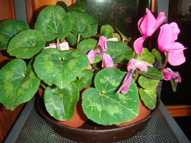 Cyclamen - Page 3 Dsc03015