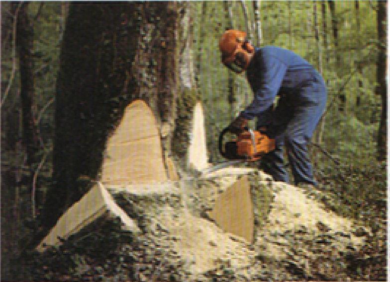 TECNICHE DI TAGLIO E DI ABBATTIMENTO - Pagina 6 Foto_a10