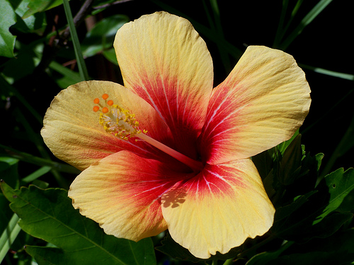 Hibiscus rosa sinensis - Page 4 32452610