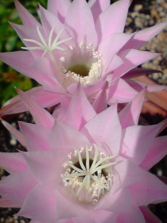 Cactus en fleurs Fleur_12