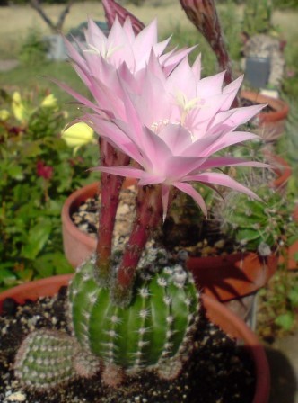 Cactus en fleurs Fleur_13