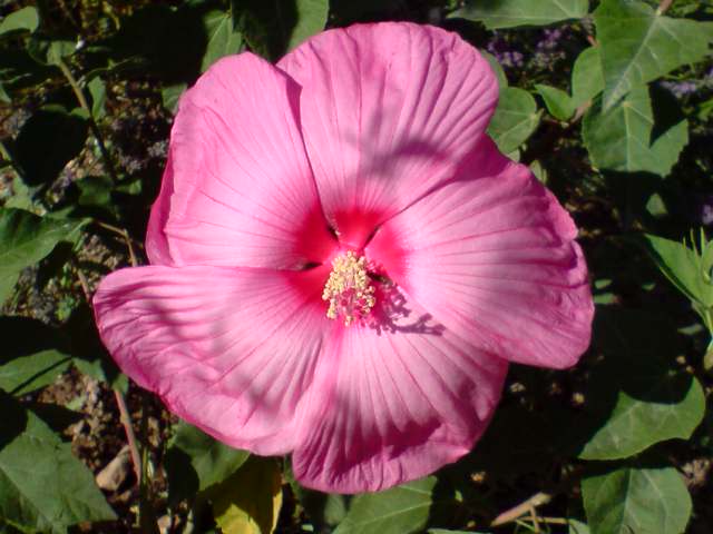 hibiscus a fleur g u00e9ante hibiscus moscheutos cv disco