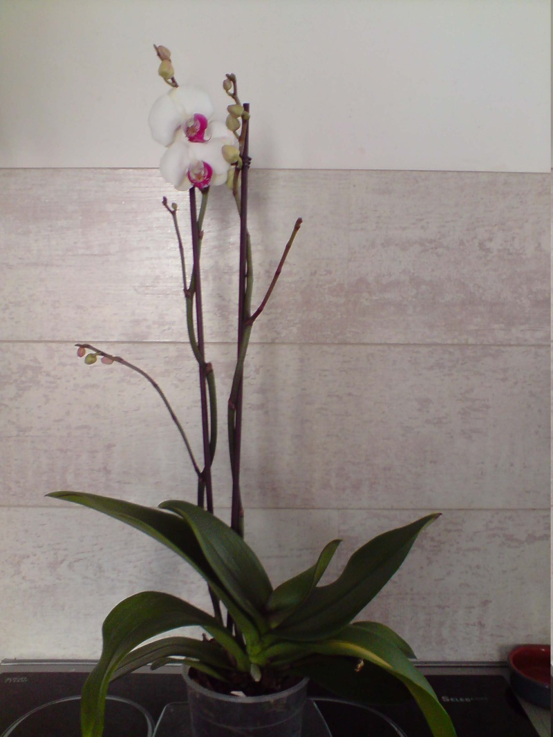 Phalaenopsis - Page 5 P1301111