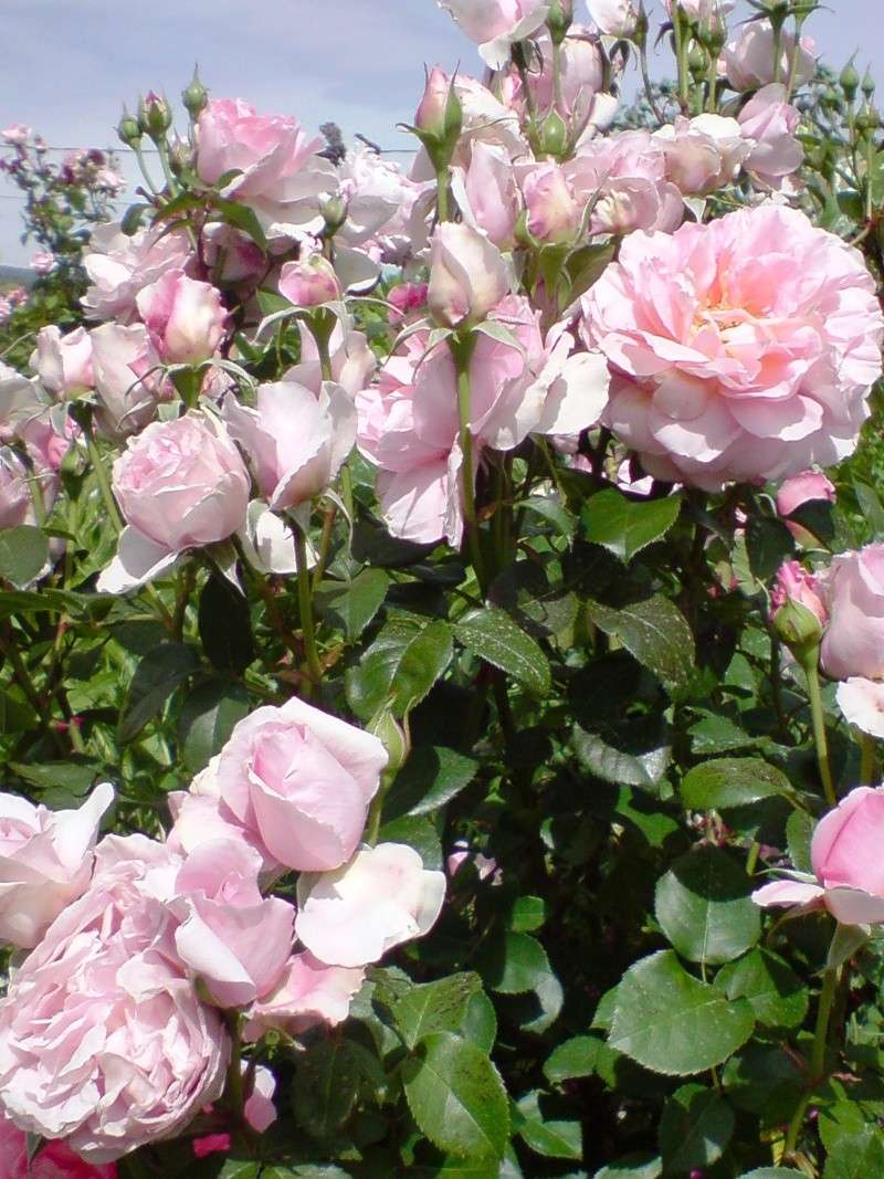 Les roses de nos jardins! - Page 9 Rosier11