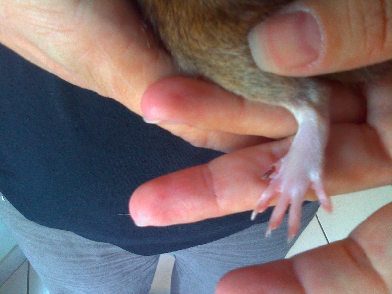 Mon rat a du se faire mal a un ongle. Il est rouge/noir HELP Pic10011