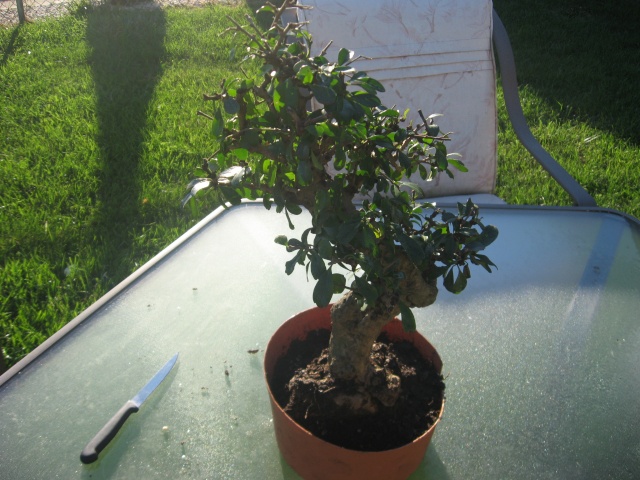 Update on rescued fukien tea  00410