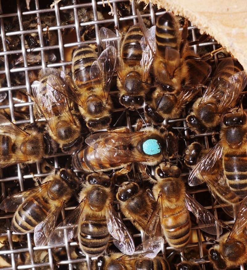 Reine d'abeilles Intro_10