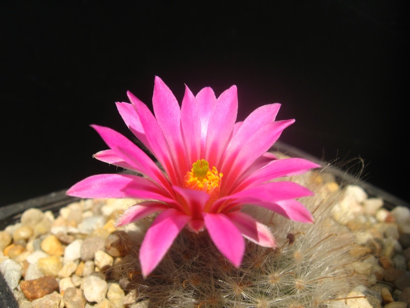 Mammillaria guelzowiana (Syn: Krainzia guelzowiana) Cacti_11