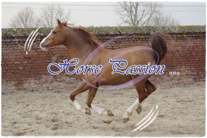 Horse Passion 