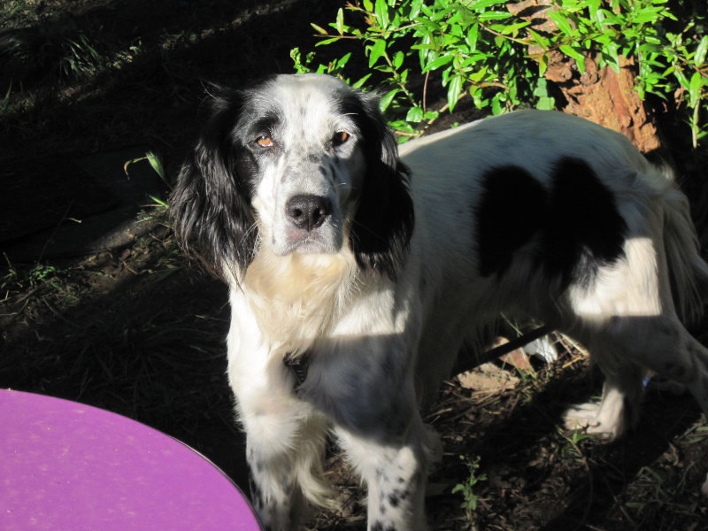 Filou , Mâle  Setter anglais de 18 mois Animau17